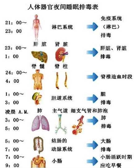 身体排毒的最佳时间